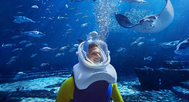 Dolphin Bay Atlantis Tickets
