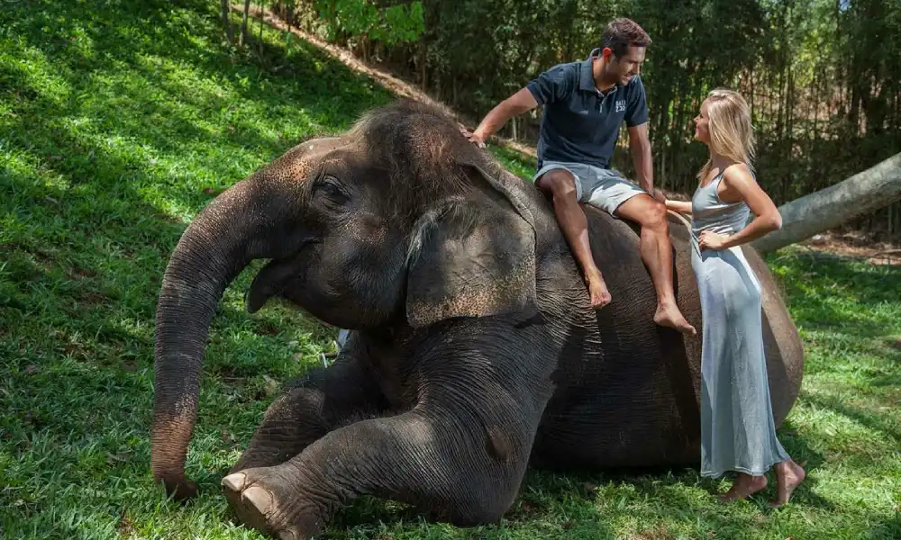 Singapore Zoo Tickets With Tram Ride