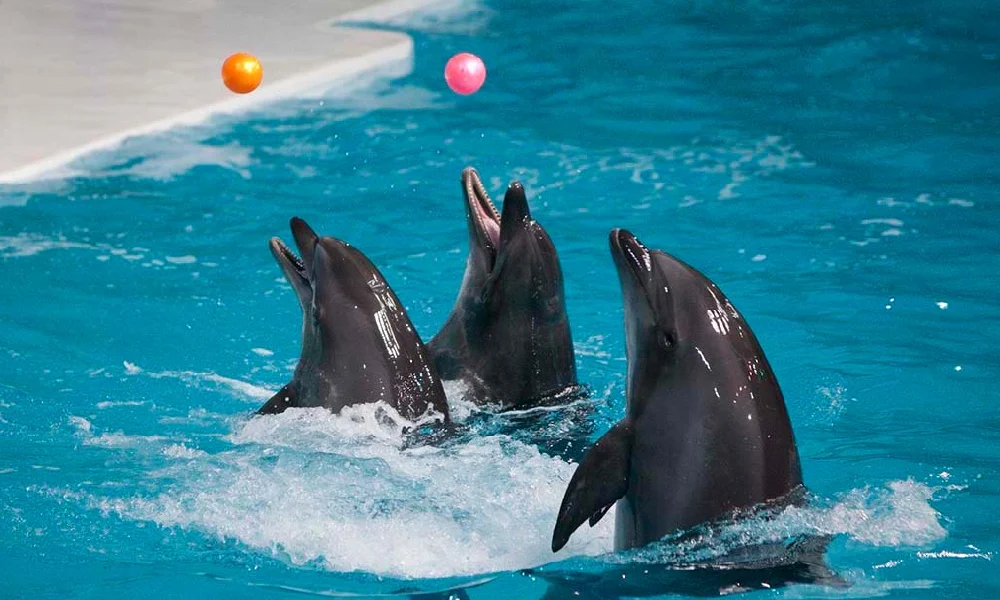 Dubai Dolphinarium tickets