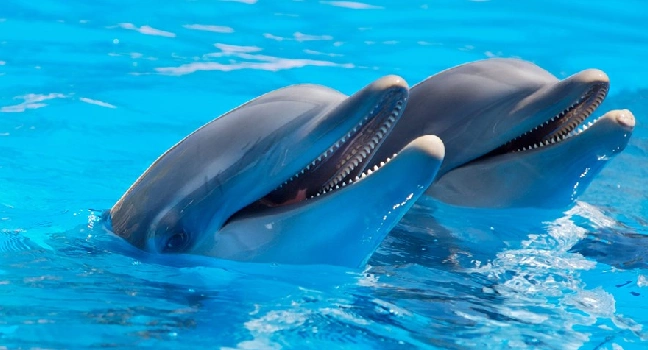 Dolphin Bay Atlantis Tickets