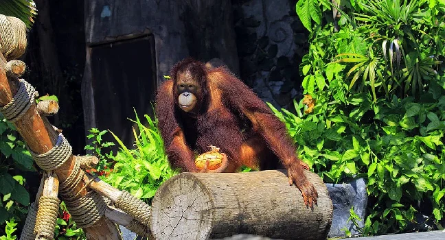 Singapore Zoo Tickets With Tram Ride