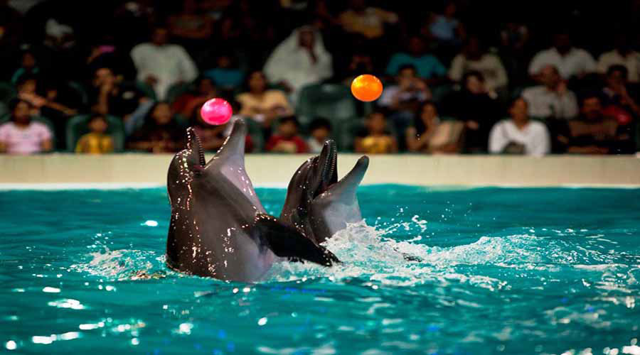 Dubai Dolphinarium Tickets