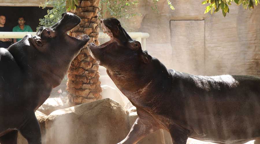 Emirates Park Zoo