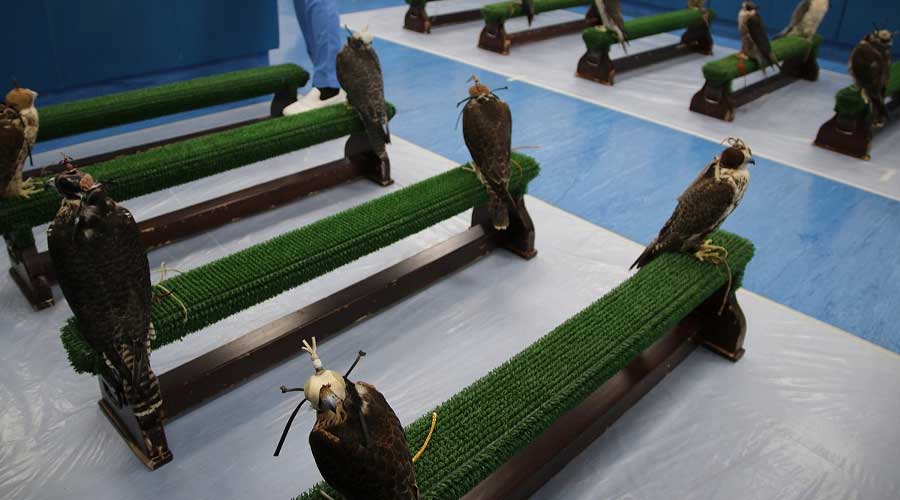 Falcon Tour Abu Dhabi