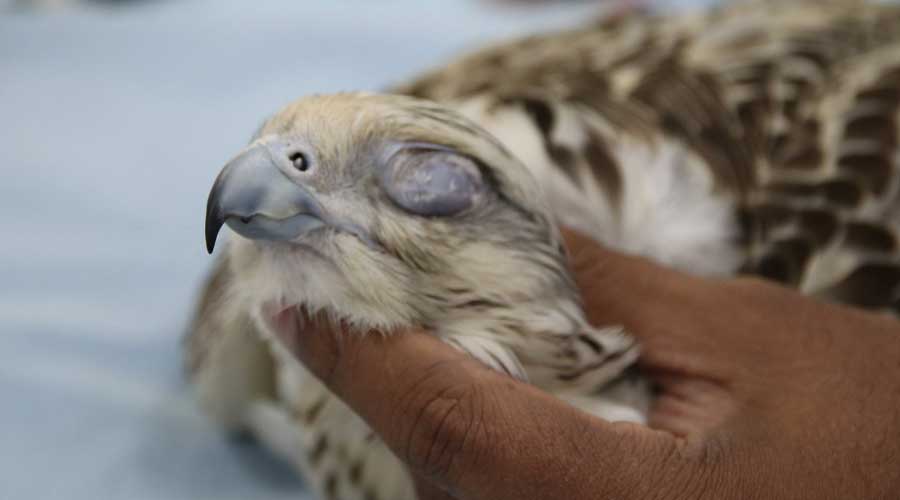 Falcon Tour Abu Dhabi