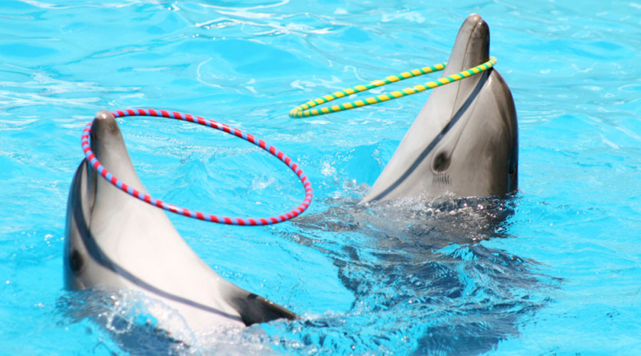 Dubai Dolphinarium Tickets