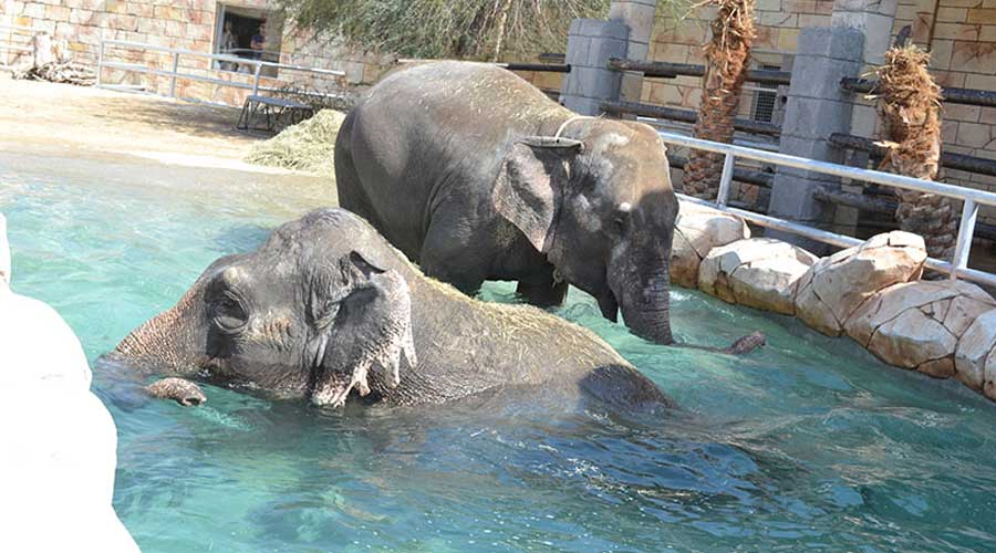 Emirates Park Zoo