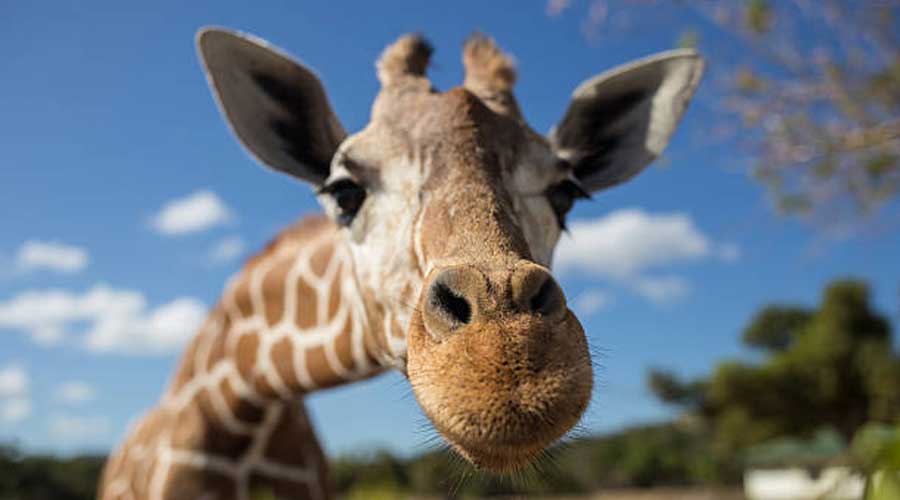 Emirates Park Zoo