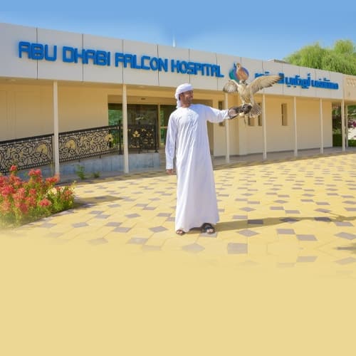 Falcon Tour Abu Dhabi