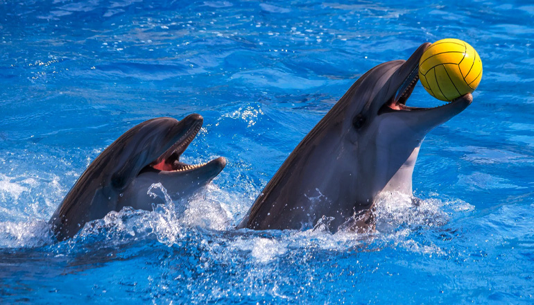 Dubai Dolphinarium Tickets