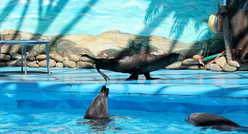 Dubai Dolphinarium tickets