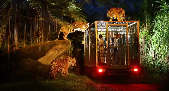 Night Safari Singapore