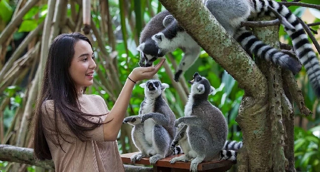 Singapore Zoo Tickets With Tram Ride