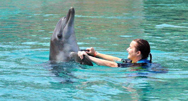 Dolphin Bay Atlantis Tickets